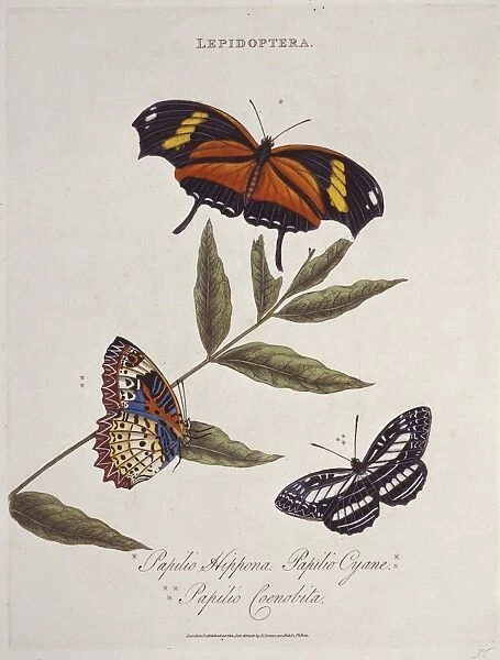 Papilio hippona, Papilio cyane & Papilio coenobita