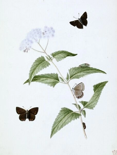 Papilio, little brown butterfly