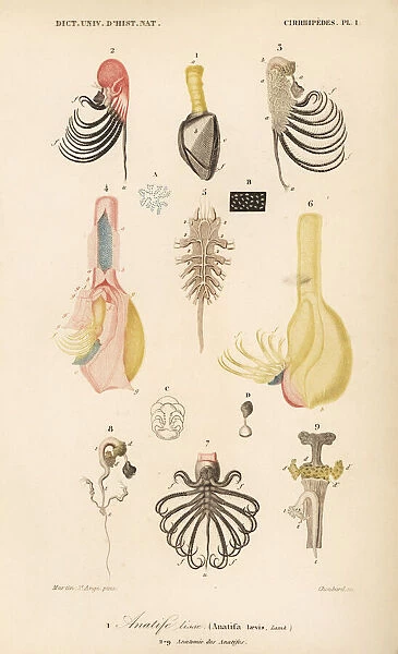 Pelagic gooseneck barnacle and barnacle anatomy