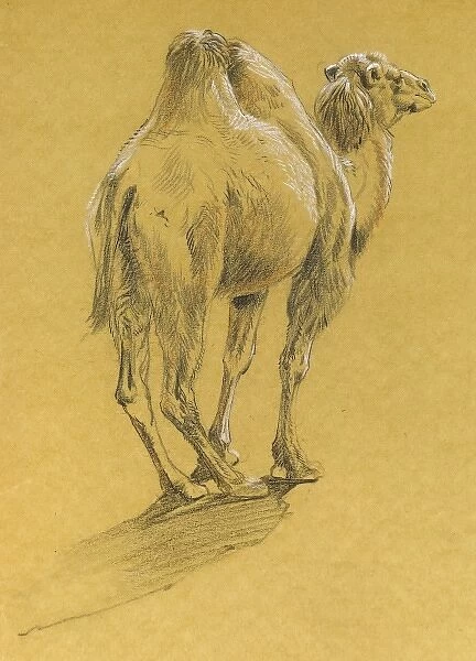 Camel. A pencil and conte crayon study of a camel by Raymond Sheppard