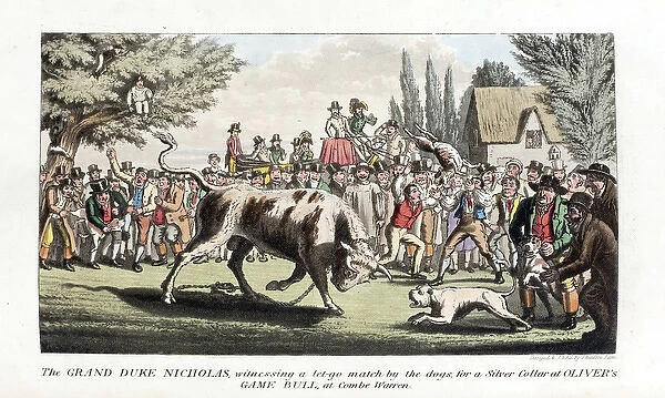 Pierce Egans Anecdotes: bull-baiting by dogs