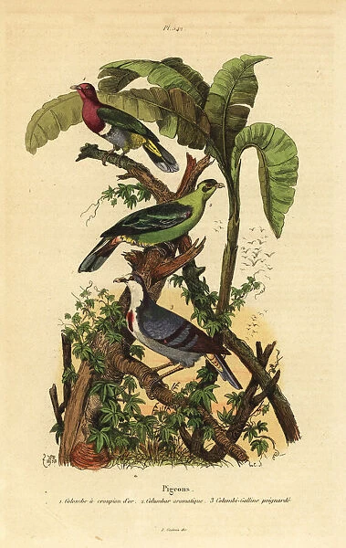 Pink-headed fruit-dove, Buru green pigeon
