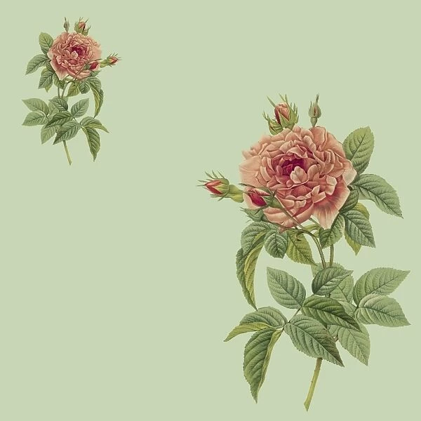 Two Pink Roses
