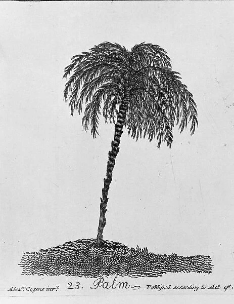 Palm. Plate 23 from The Shape, Skeleton and Foliage of Thirty Two Species of Trees