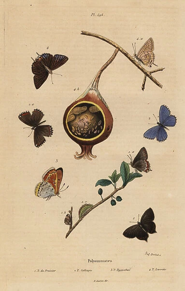 Polyommatus butterflies