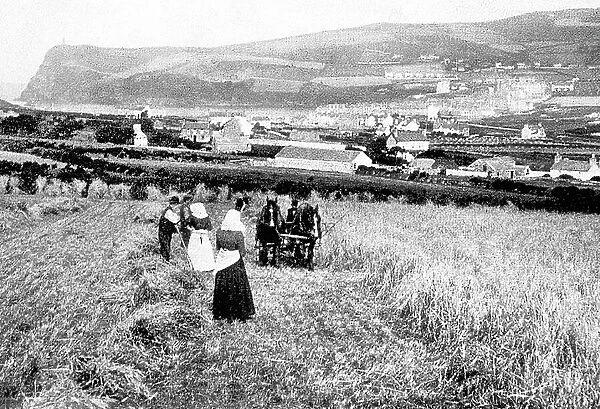 Port Erin Isle of Man Harvesting early 1900s