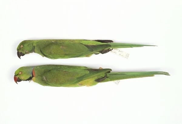 Psittacula eques, echo parakeet