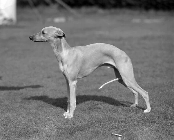 Quickstep of Allways, whippet owned by Mrs M R Jones