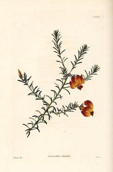 Red leschenaultia, Lechenaultia formosa