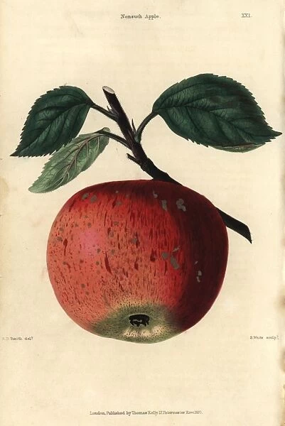 Ripe fruit and leaves of the Nonsuch apple, Malus domestica