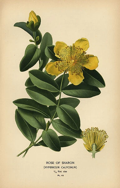 Rose of Sharon, Hypericum calycinum