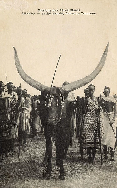 Rwanda - Sacred Cow, Herd Queen