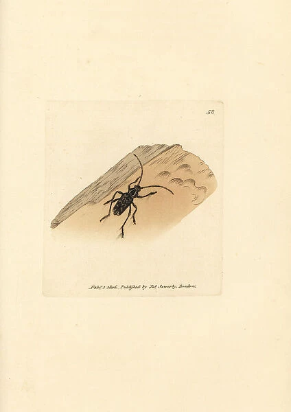 Sarosesthes fulminans beetle