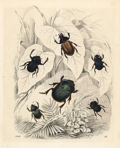 Scarab and dung beetles