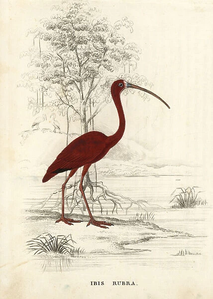 Scarlet ibis, Eudocimus ruber