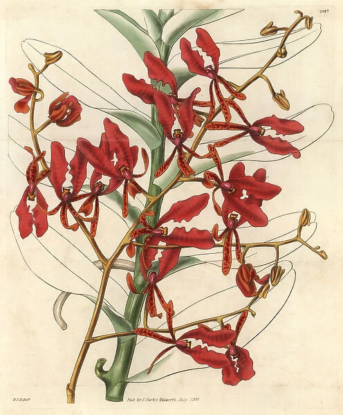 Scarlet renanthera orchid, Renanthera coccinea