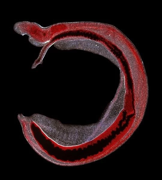 Schistosoma spp. blood fluke