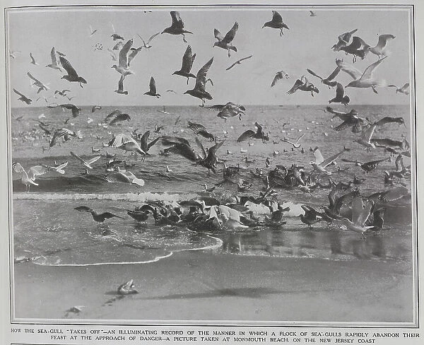 Seagulls, New Jersey coast