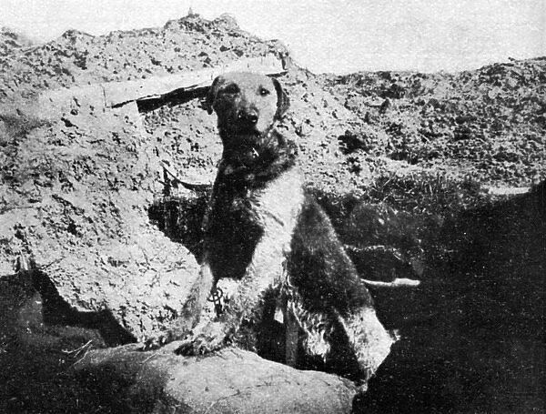 Sentry dog, WW1