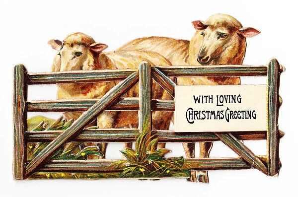 Two sheep behind a gate on a cutout Christmas card