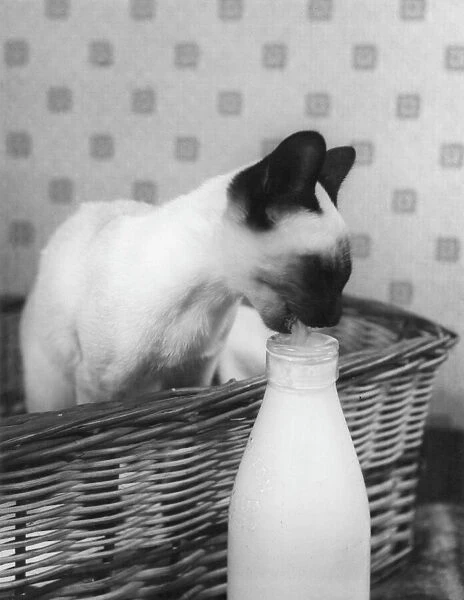 Siamese Cat Gets Cream