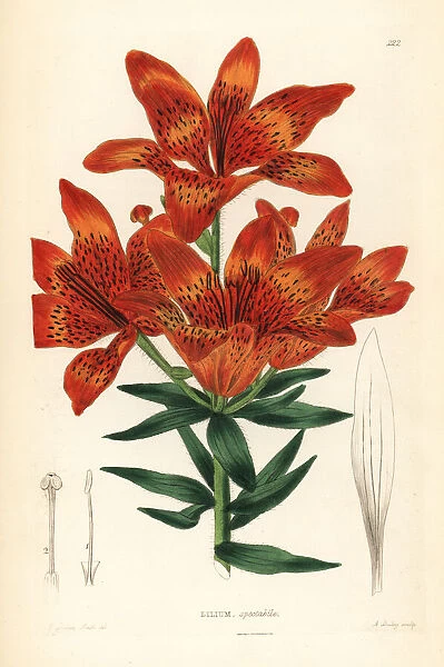 Siberian lily, Lilium pensylvanicum