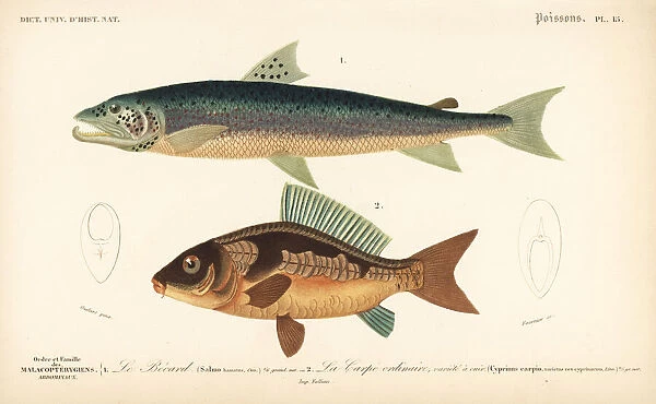 Silver salmon and common carp (vulnerable)