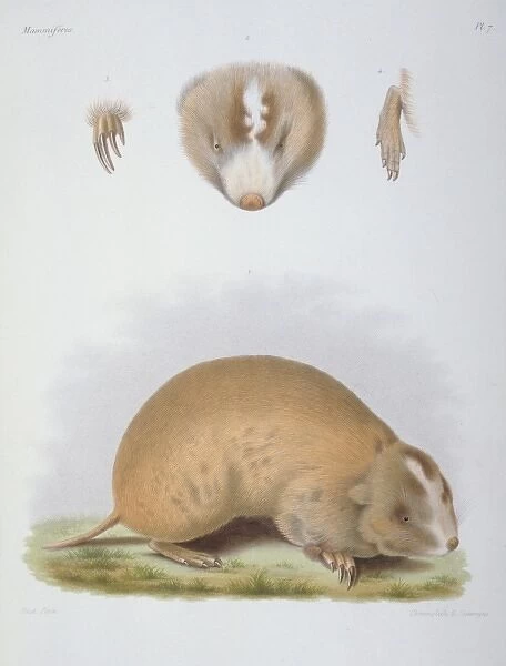 Siphneus fontanierii, mole-rat