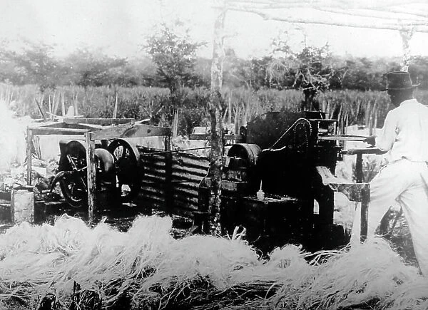 Sisal production Jamaica early 1900s