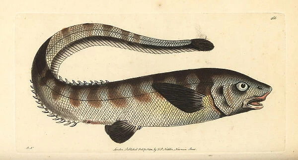 Snub-nosed spiny eel, Notacanthus chemnitzii