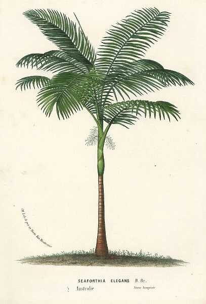 Solitaire palm, Ptychosperma elegans