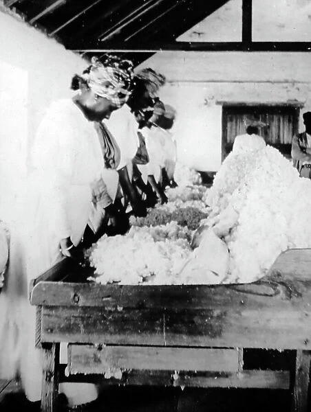 Sorting and cleaning cotton in St Vincent early 1900s