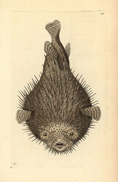 Spot-fin porcupinefish, Diodon hystrix
