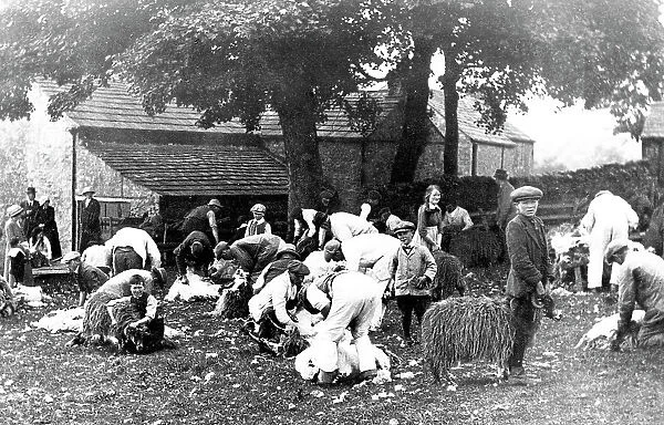 Stanhope Sheep Clipping in 1914