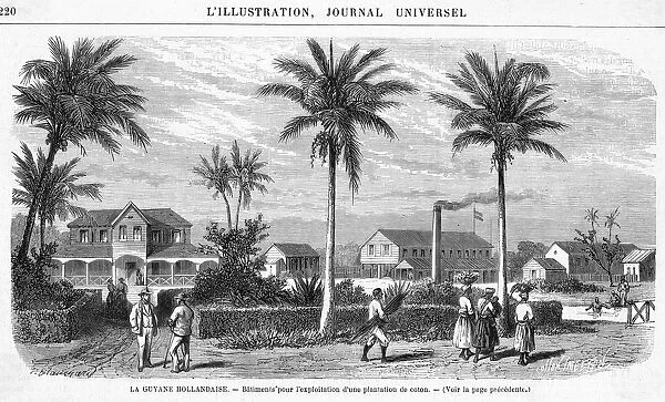 Suriname Plantation