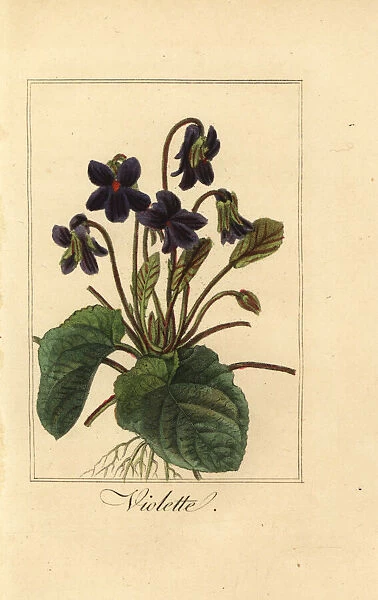 Sweet violet, Violette, Viola odorata