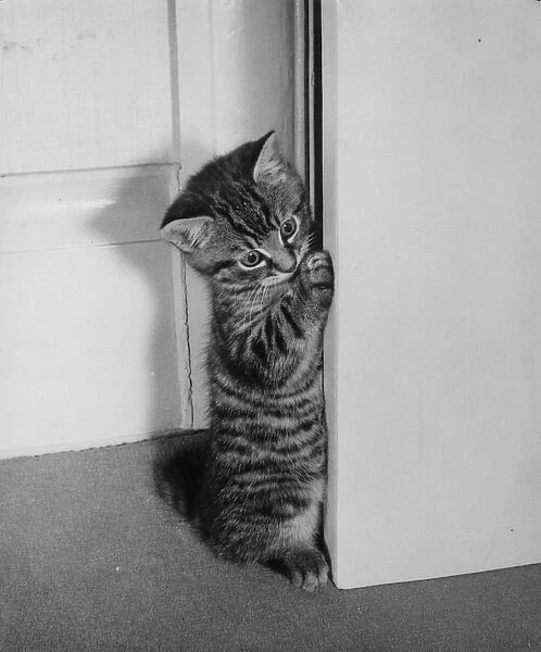 Tabby kitten looking round a door
