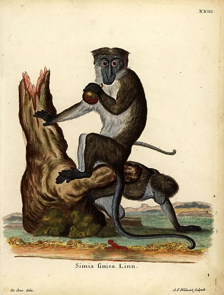 Toque macaque, Macaca sinica. Endangered
