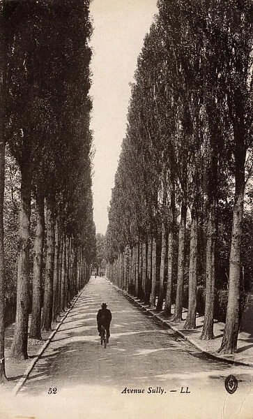 Tree-lined Avenue Sully, France