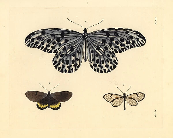 Tree-nymph, large smoky acraea and glasswing