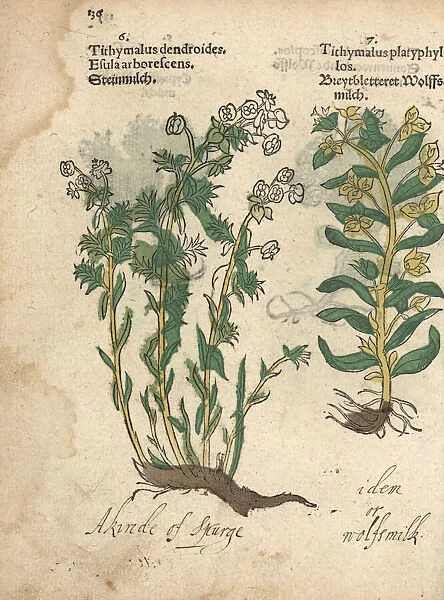 Tree spurge, Euphorbia dendroides, and broadleaf