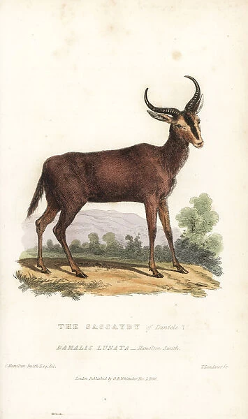 Tsessebe or sassaby antelope, Damaliscus lunatus
