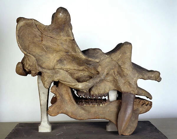 Uintatherium skull