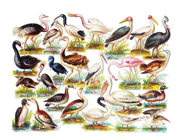 Various birds on a sheet of Victorian scraps