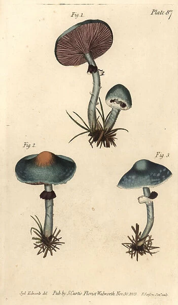 Verdigris mushroom or verdigris agaric, Stropharia