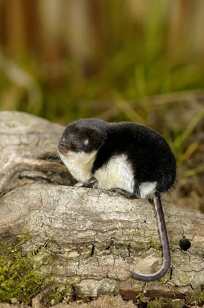 Water shrew, adult, rests after a meal (as it consumes