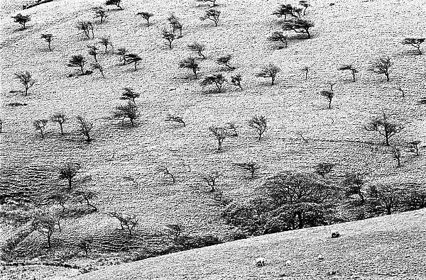 Winter trees, Edale, Derbyshire, England