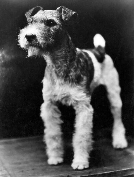 Wire Haired Fox Terrier