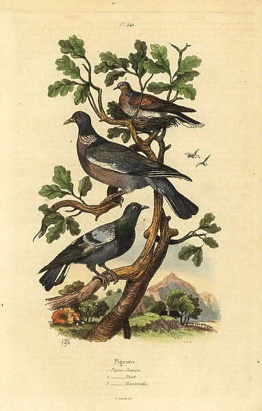 Wood pigeon, common pigeon and turtle dove