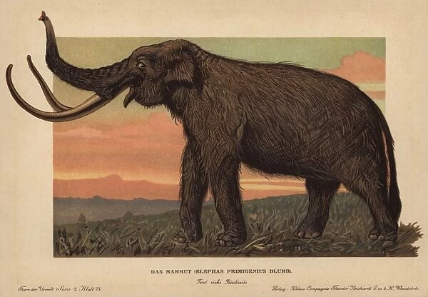 Woolly mammoth, Mammuthus primigenius, Elephas